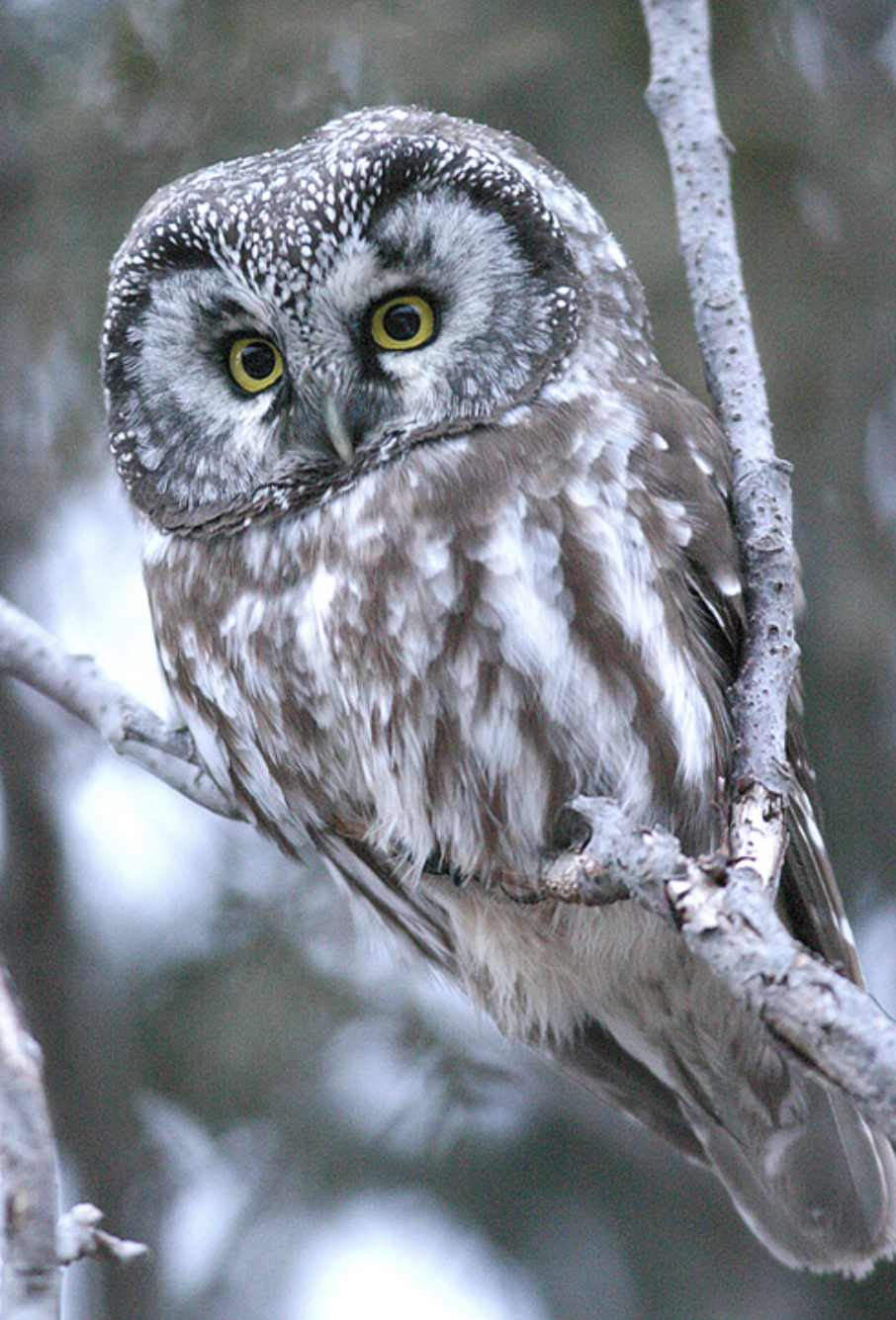 A boreal owl (Aegolius funereus)