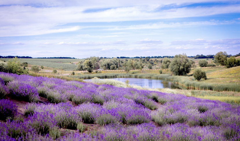 The Poradiv lavender park. Photo provided by local authorities 