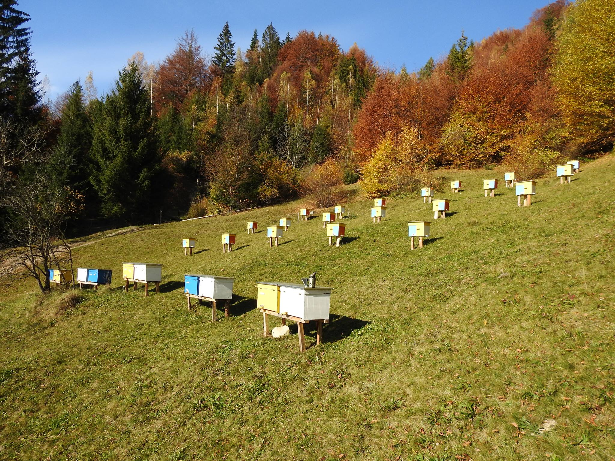 Eco-apiary, honey routes, apitherapy, smart beehive